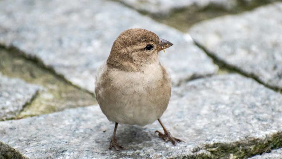 Verebalakuak Passeriformes 5