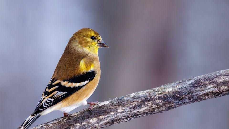 Verebalakuak Passeriformes 6