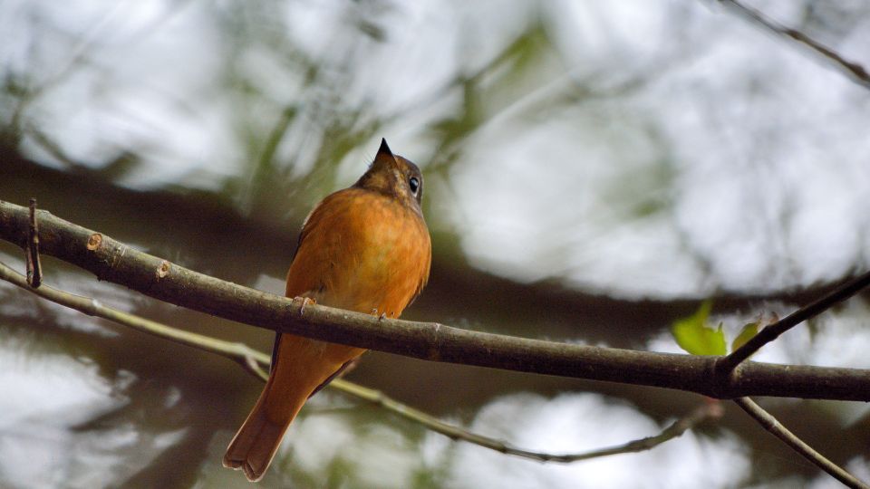 Verebalakuak Passeriformes