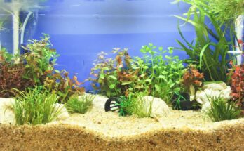 akvarium aljzat