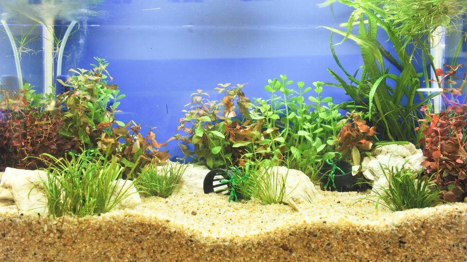 akvarium aljzat