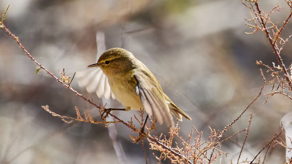 Csilpcsalpfüzike (Phylloscopus collybita)