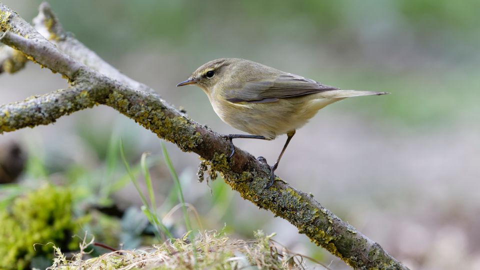 Csilpcsalpfüzike (Phylloscopus collybita)