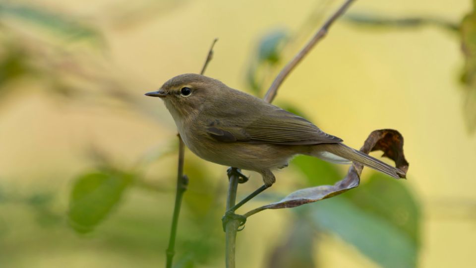 Csilpcsalpfüzike (Phylloscopus collybita)