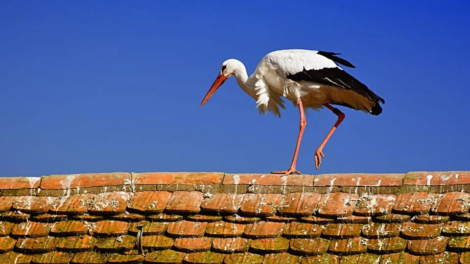 Fehér gólya egy tetőn egyensúlyozik, háttérben kék ég.