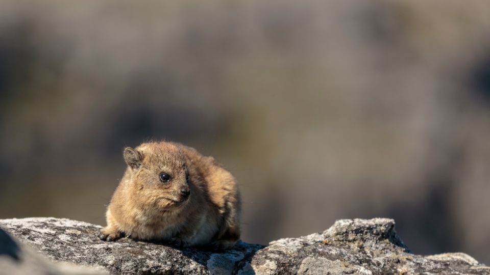 fokföldi szirtiborz (Procavia capensis)