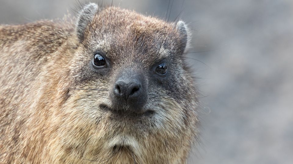 Fokföldi szirtiborz (Procavia capensis)