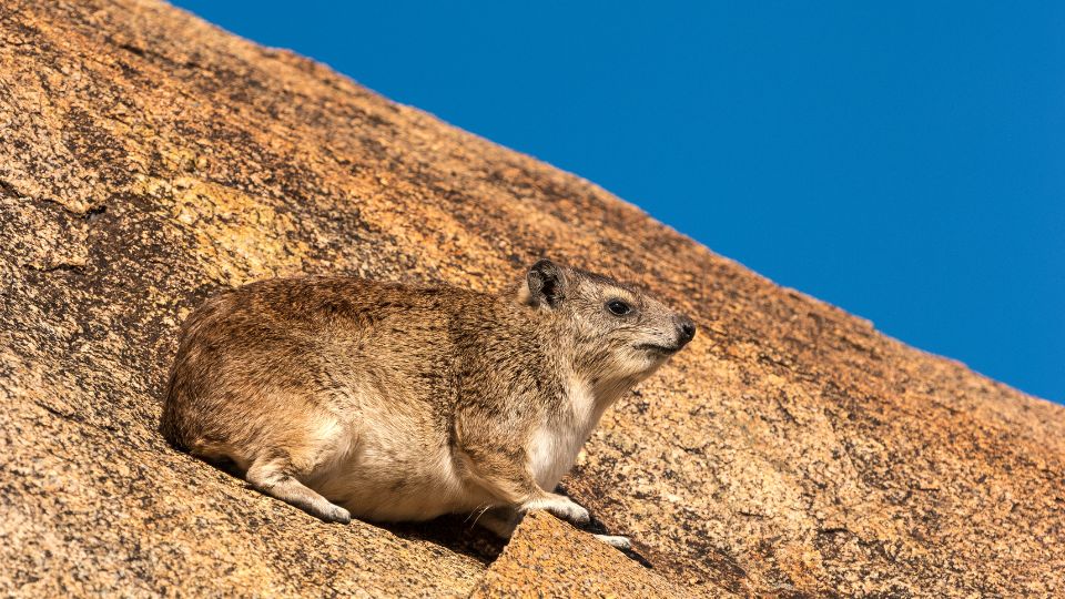 Fokföldi szirtiborz (Procavia capensis)