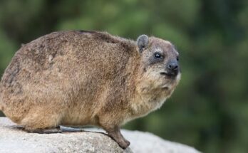 fokfoldi szirtiborz Procavia capensis