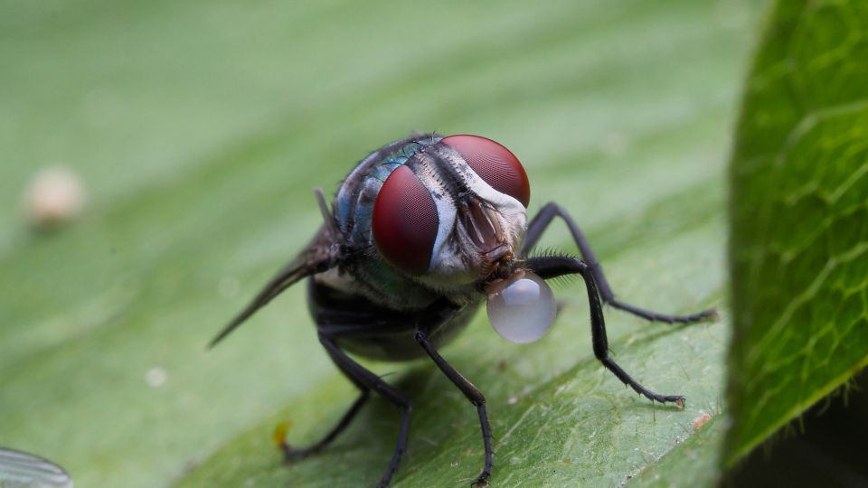hazilegy Musca domestica 1