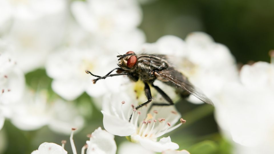 hazilegy Musca domestica 2 1