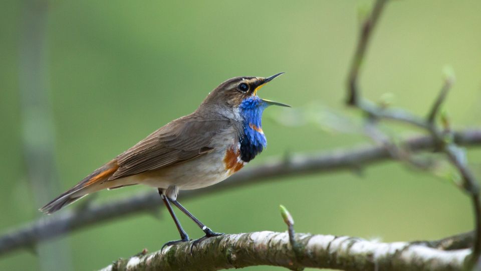 kekbegy Luscinia svecica 1