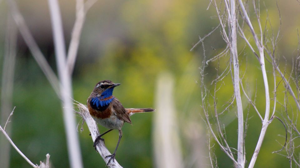 kekbegy Luscinia svecica 2