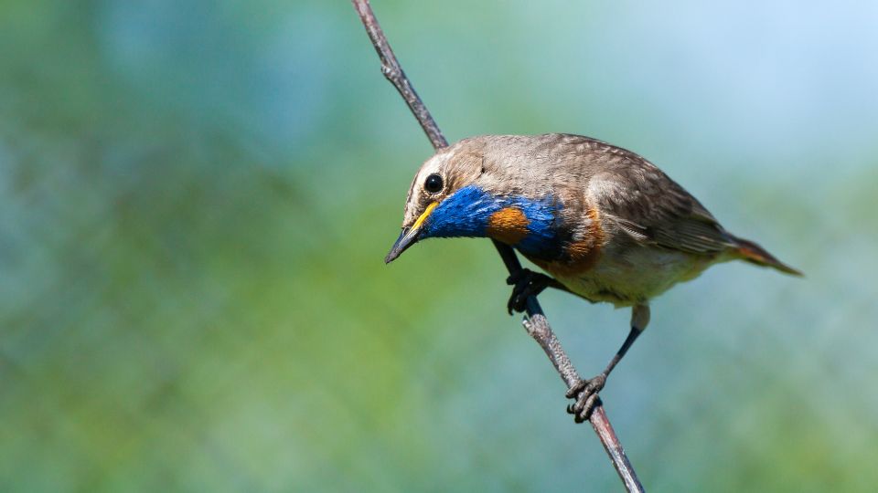 kekbegy Luscinia svecica 3