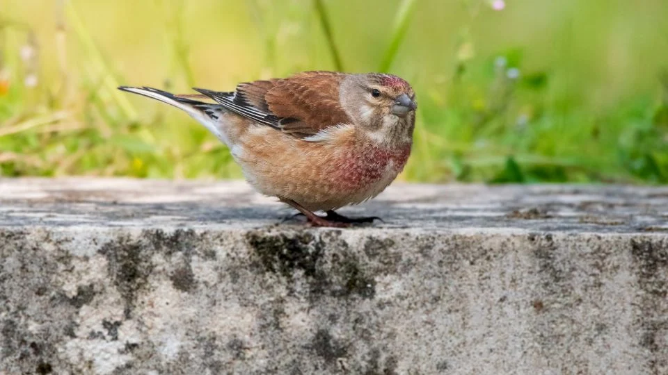 Egy kenderike madár áll egy kőből készült felületen, zöld háttérrel.