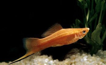 mexikoi kardfarku hal Xiphophorus helleri