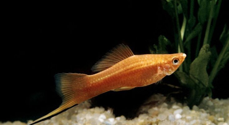 mexikoi kardfarku hal Xiphophorus helleri
