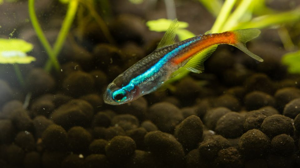 neonhal Paracheirodon innesi 1
