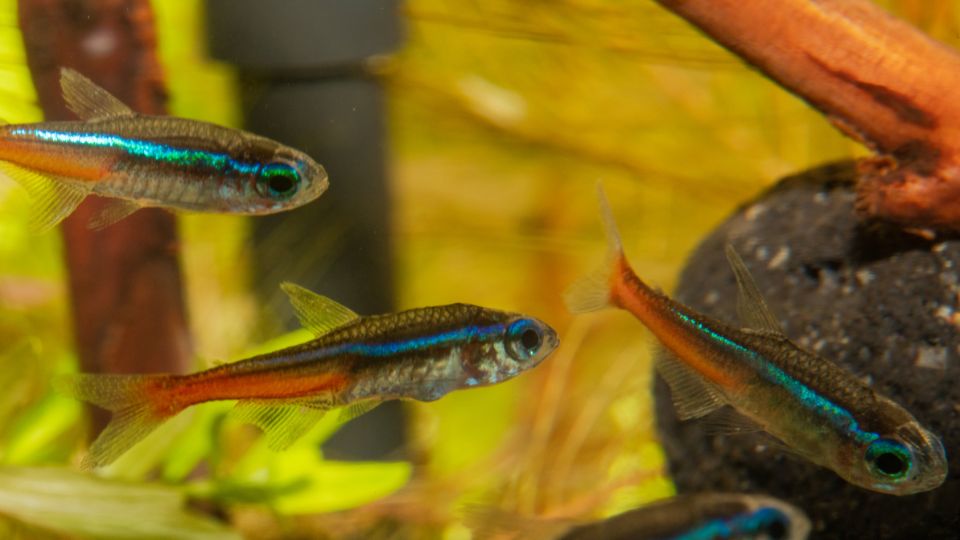 neonhal Paracheirodon innesi 2