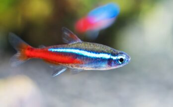 neonhal Paracheirodon innesi
