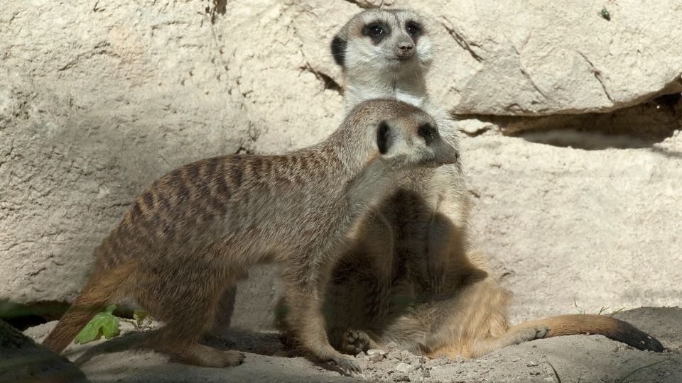 Két szurikáta egy sziklás háttér előtt, az egyik állva figyel, a másik mozgásban van.