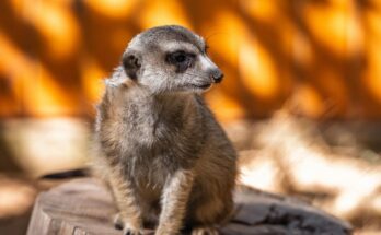 szurikata Suricata suricatta