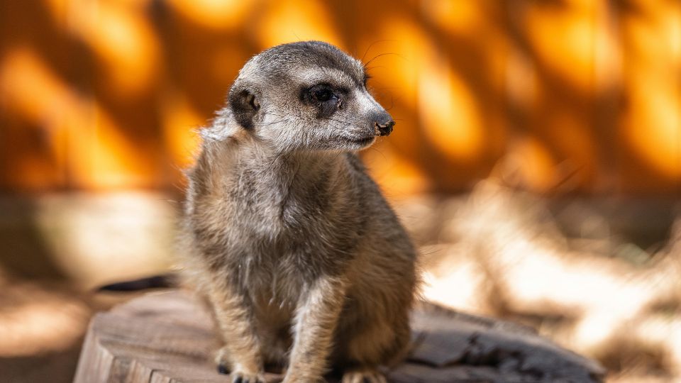 szurikata Suricata suricatta