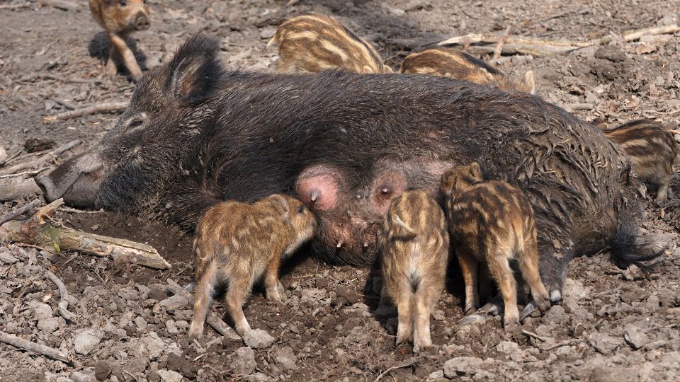 vaddiszno Sus scrofa 1