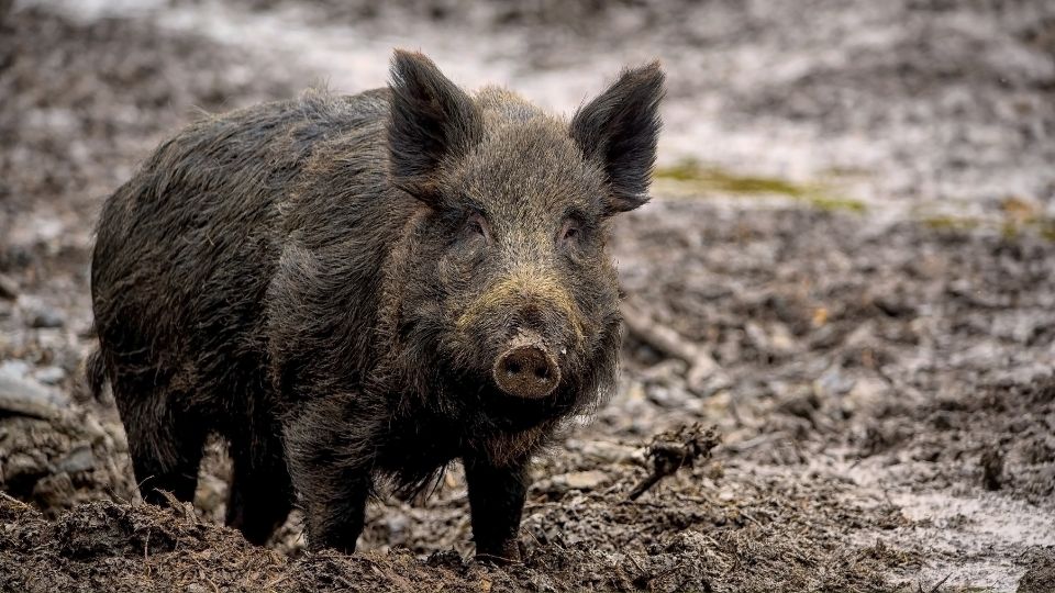 vaddiszno Sus scrofa 2
