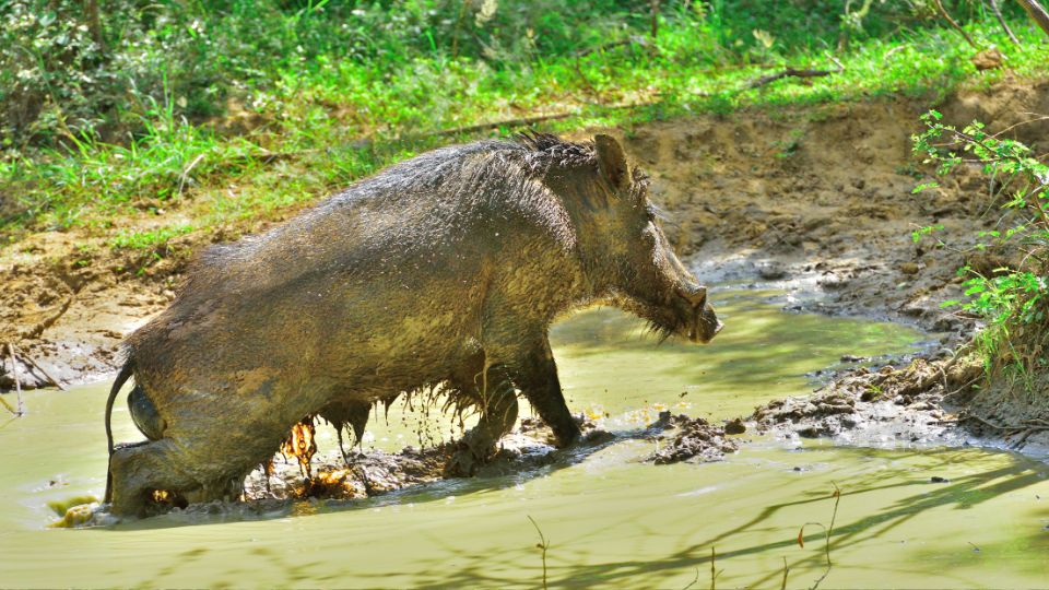 vaddiszno Sus scrofa 3