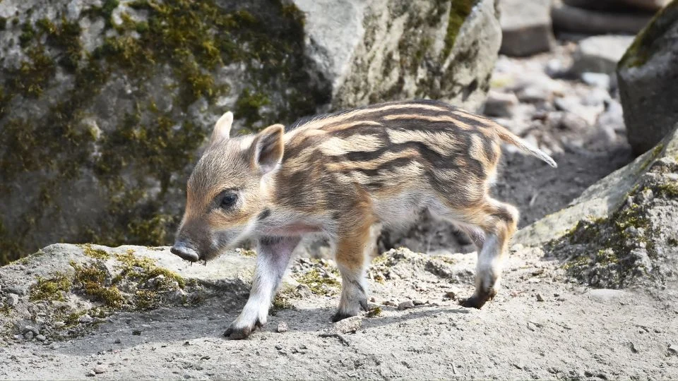 Egy fiatal vaddisznó sétál a kövek között, szőrzete csíkos.
