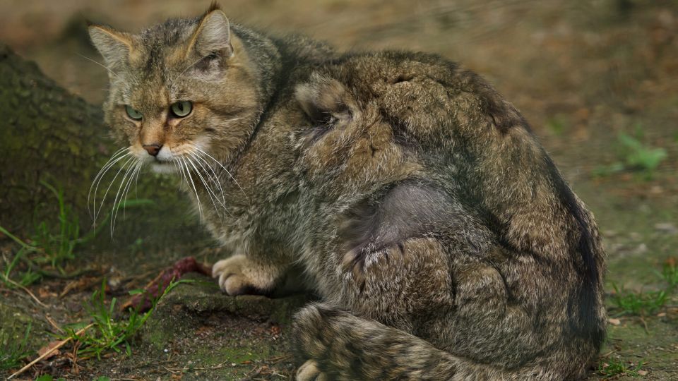 vadmacska Felis silvestris 1