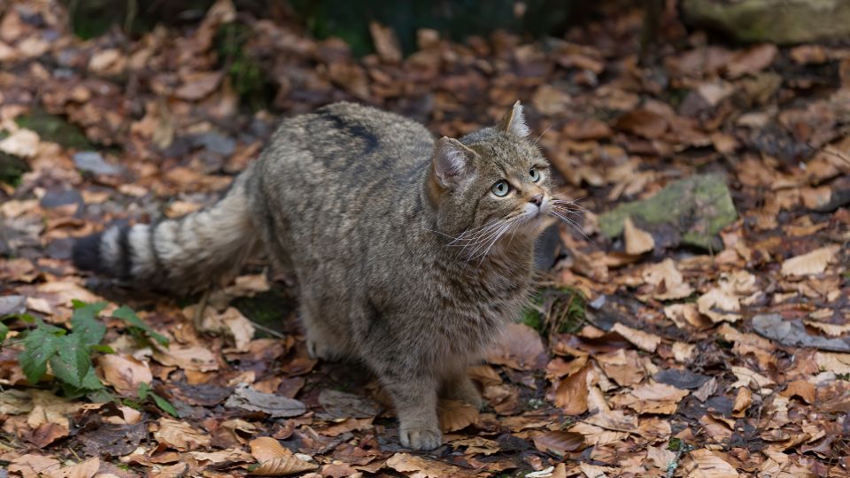 vadmacska Felis silvestris 2