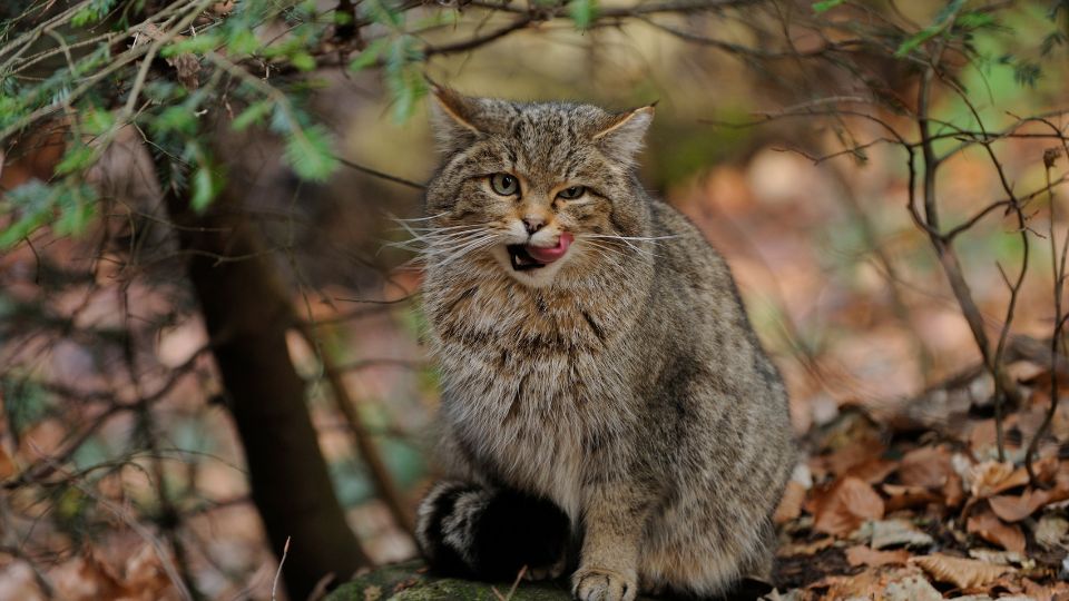 vadmacska Felis silvestris 3