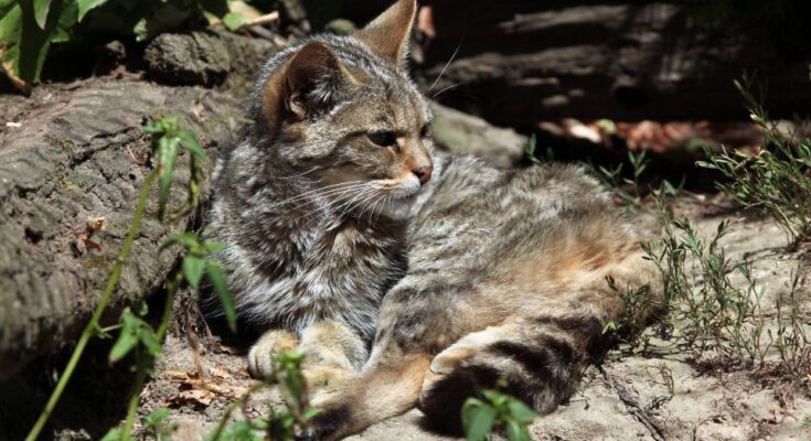vadmacska Felis silvestris