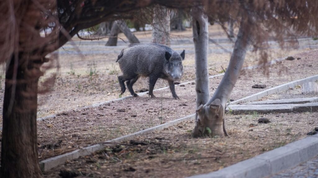 Egy vaddisznó sétál egy parkos területen, fák között.