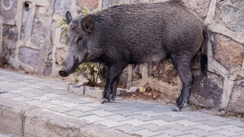 Egy vaddisznó áll egy kövezett úton, mögötte kőfal látható.
