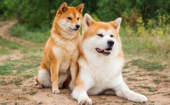 Akita Inu 4