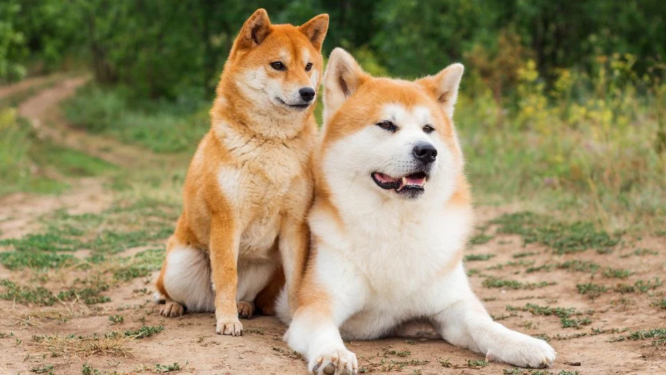Két Akita Inu kutya ül egy zöldellő területen, az egyik fekszik, a másik áll.