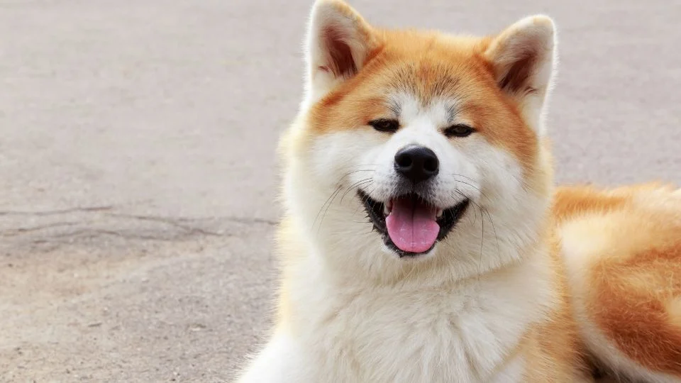 Egy boldog Akita Inu kutya, amely a földön fekszik, mosolyogva néz a kamerába.