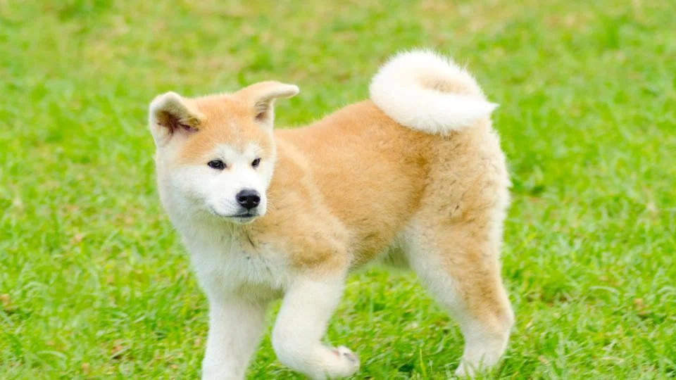 Egy fiatal Akita Inu kutya játszik a zöld fűben, boldog és kíváncsi.