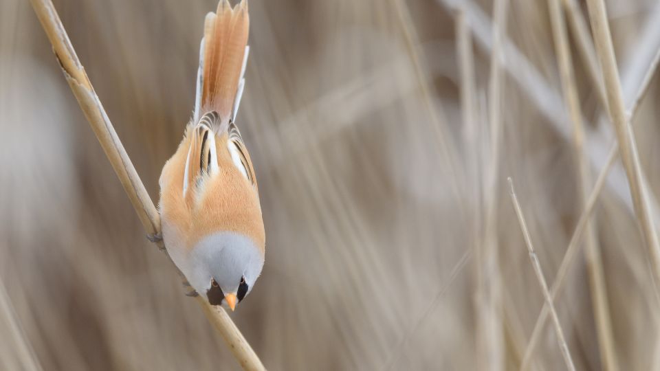 Barkóscinege (Panurus biarmicus)