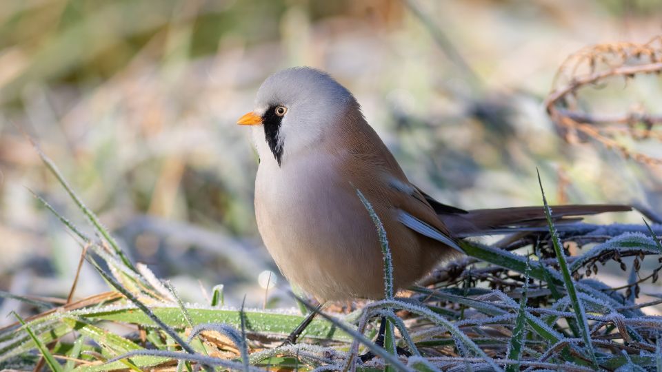 Barkóscinege (Panurus biarmicus)
