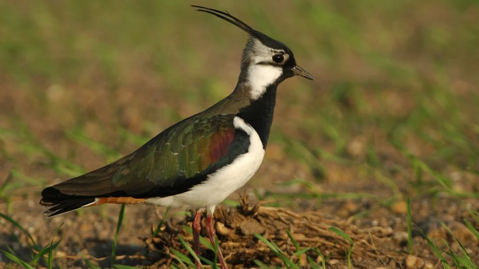 Bíbic (Vanellus vanellus) áll egy zöldellő mezőn, színes tollazattal.