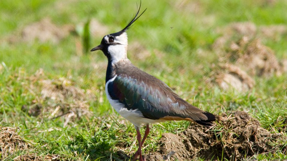 Bíbic (Vanellus vanellus)