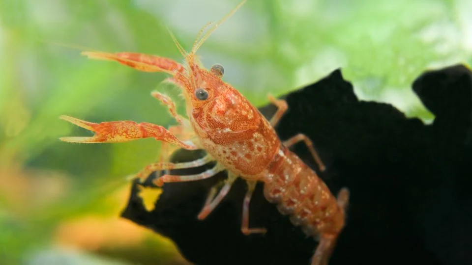 Egy Cambarellus patzcuarensis rák, élénk színekkel, víz alatti növények között.