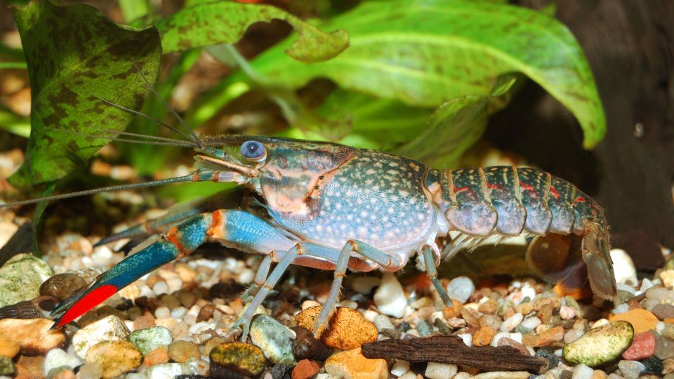 Cherax quadricarinatus 1