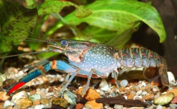 Cherax quadricarinatus