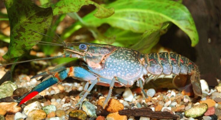 Cherax quadricarinatus