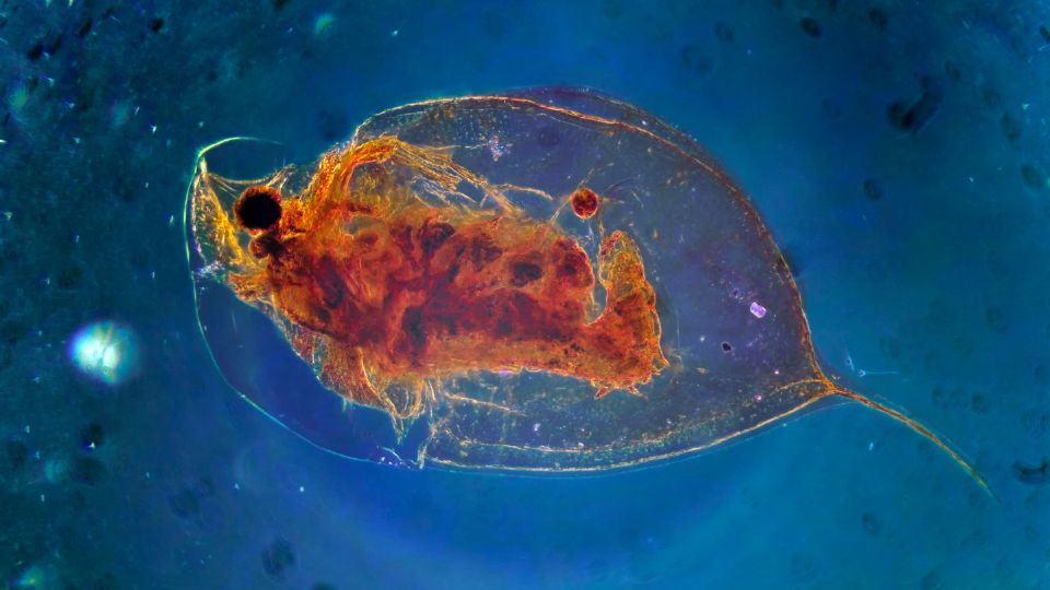 Cladocera